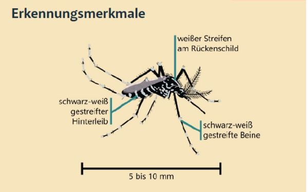 Bek&auml;mpfung Tigerm&uuml;cke - wichtige Informationen des Landes Tirol